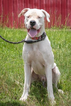 Pepine, Dogo Argentino, adult, available for adoption