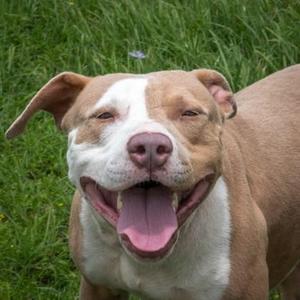 Truitt, Pit Bull Terrier, adult, available for adoption