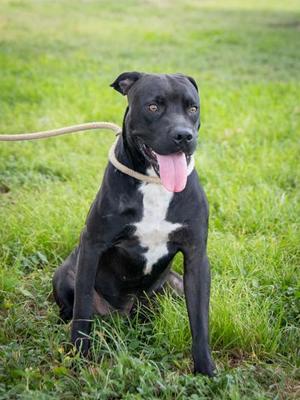 Corbeau, Pit Bull Terrier, adult, available for adoption