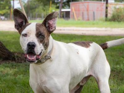 Big Papi, American Bully, adult, available for adoption