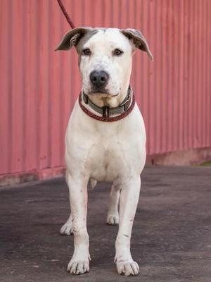 Gentleman, Pit Bull Terrier, young, available for adoption