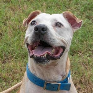 Grumpa Arnold, Pit Bull Terrier, senior, available for adoption