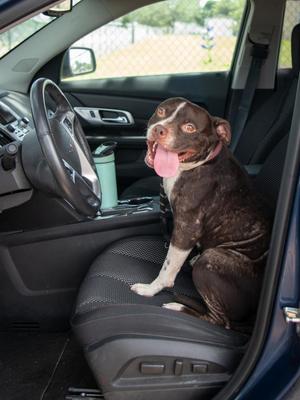 Scotty, Boston Terrier / Pit Bull Terrier, young, available for adoption