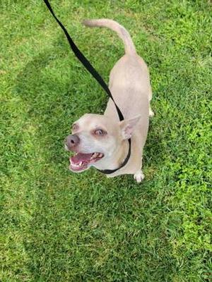 Charlie, Chihuahua - Smooth Coated, adult, available for adoption