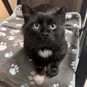 Predazzo, young, available for adoption
