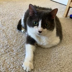 Annabella, senior, available for adoption