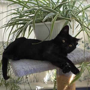 Davina, available for adoption