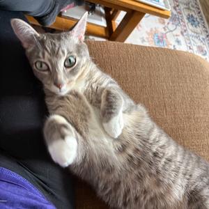 Seamus, adult, available for adoption