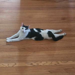 A black and white cat lying on a wooden floor