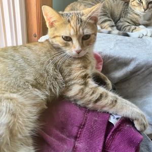 Red Panda, available for adoption