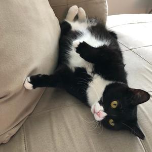 Pumpkin Pie, adult, available for adoption