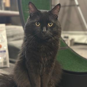 A black cat with yellow eyes sitting on a green surface.