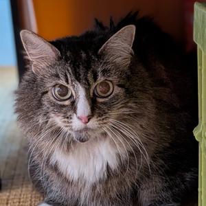 Emily Fraas, senior, available for adoption
