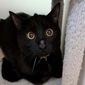 Sal, young, available for adoption