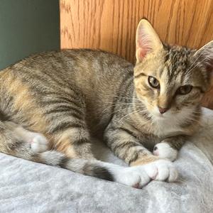 Panda, available for adoption