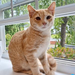 An orange tabby cat sitting on a windowsill, looking directly at the camera.