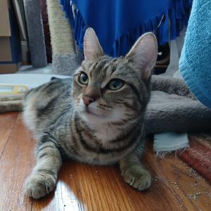 Fatima, adult, available for adoption