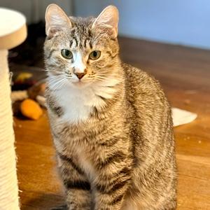 Courtney, young, available for adoption