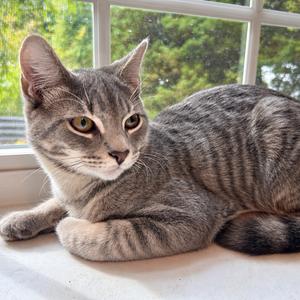 Snicket, available for adoption