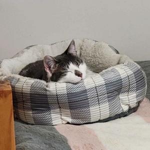 A gray and white cat is sleeping soundly in a plaid pet bed.