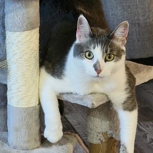 Lola, adult, available for adoption
