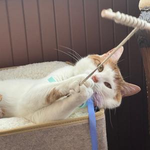 A white and orange cat playing with a cat toy