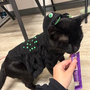 Tribble, adult, available for adoption