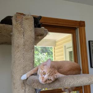 Kerrygold, available for adoption