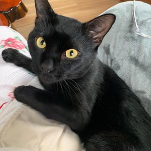 Taiga, young, available for adoption