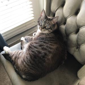 Peaches Parfait, senior, available for adoption