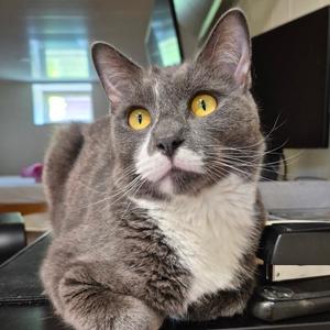 Taylor, adult, available for adoption