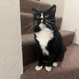 Percy, adult, available for adoption