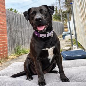 Allie, Terrier, Pit Bull, adult, available for adoption