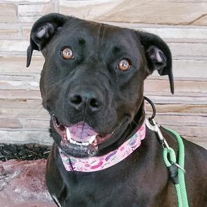 Allie, Terrier, Pit Bull, adult, available for adoption