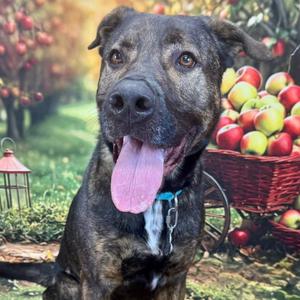 Atherton, Terrier, Pit Bull, adult, available for adoption