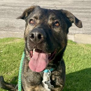 Atherton, Terrier, Pit Bull, adult, available for adoption