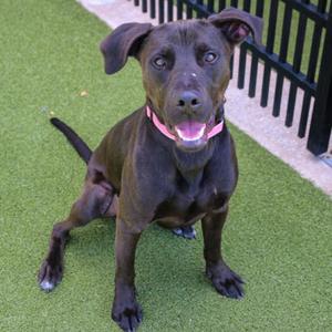 Bruce, Retriever, Black Labrador, adult, available for adoption