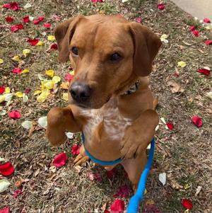 Charlie, Hound, senior, available for adoption