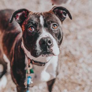 Clarence, Terrier, Pit Bull, adult, available for adoption