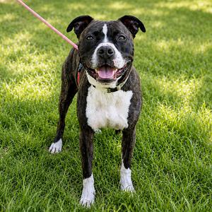 Clarence, Terrier, Pit Bull, adult, available for adoption