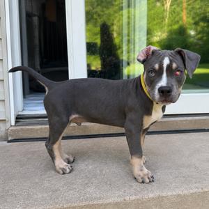 Azul, Terrier, Pit Bull, puppy, available for adoption