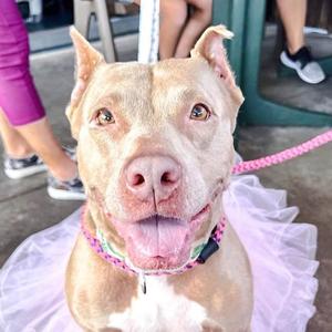 Bellamy, Terrier, Pit Bull, senior, available for adoption