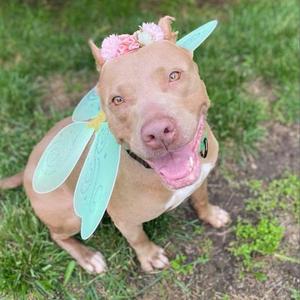 Bellamy, Terrier, Pit Bull, senior, available for adoption