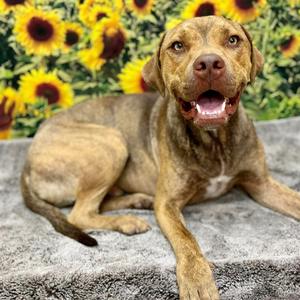 Chief, Terrier, Pit Bull, adult, available for adoption