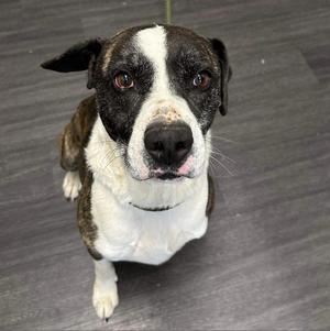 Baylor, Terrier, Pit Bull, adult, available for adoption