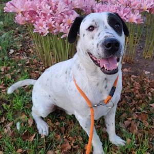 Andre, Mixed Breed (Large), adult, available for adoption