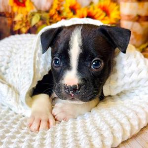 Chuckles, Mixed Breed (Large), puppy, available for adoption