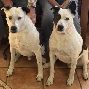 Cash, Collie, Border, senior, available for adoption