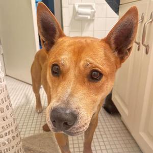 Ace, Shepherd, adult, available for adoption