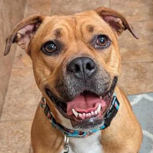 Birgitte, Terrier, Pit Bull, adult, available for adoption
